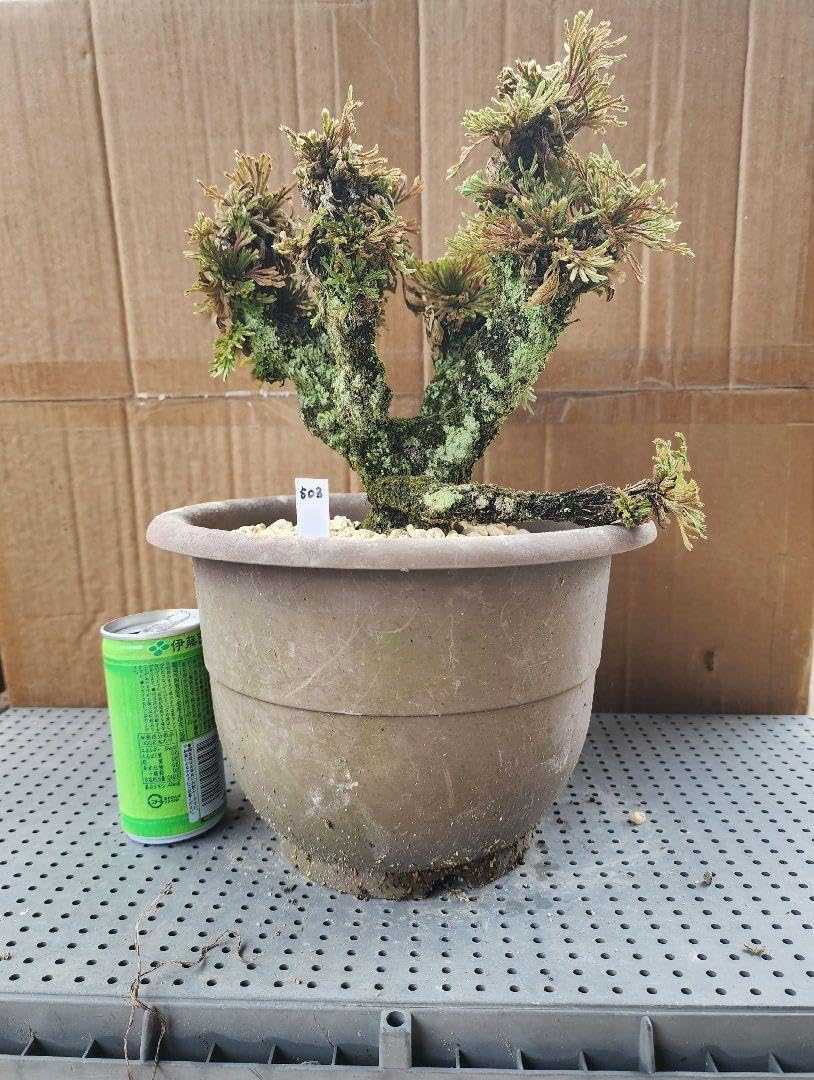 30年物 岩松 イワヒバ 岩ヒバ 盆栽 山野草 高山植物 503 送料無料】岩松